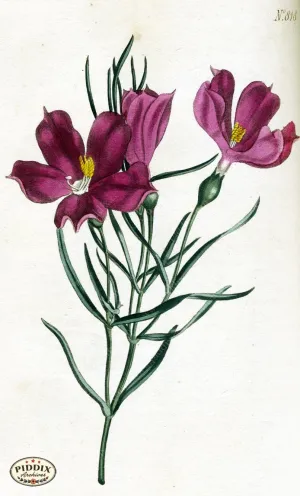 PDXC1791 -- Flowers