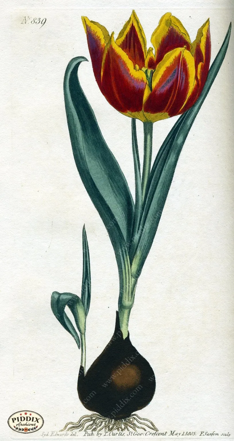 PDXC1795 -- Flowers