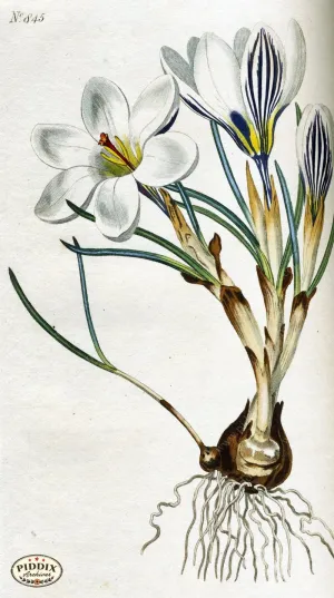 PDXC1797 -- Flowers