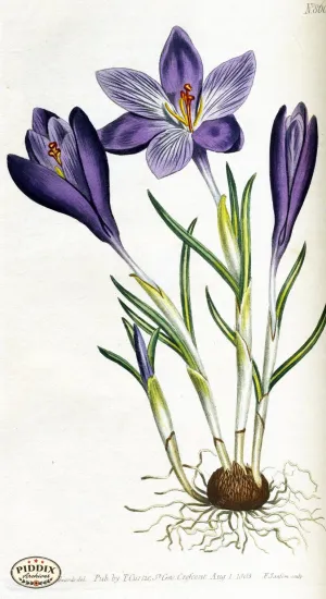 PDXC1798 -- Flowers