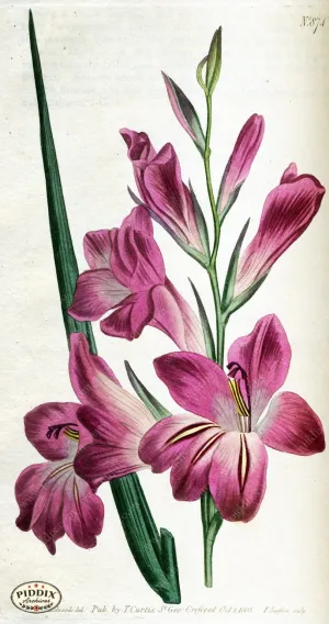 PDXC1799 -- Flowers