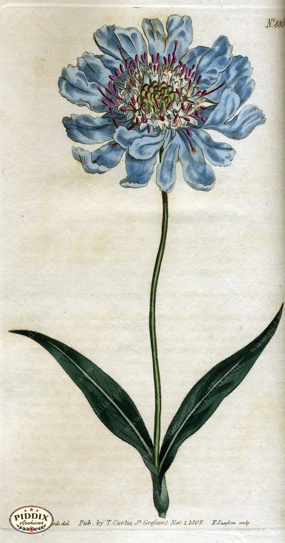 PDXC1802 -- Flowers
