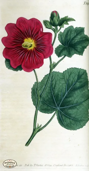 PDXC1803 -- Flowers