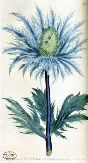 PDXC1805 -- Flowers