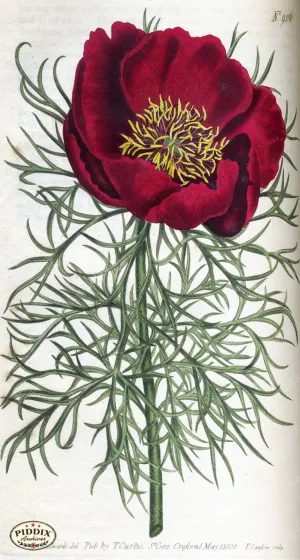 PDXC1806 -- Flowers