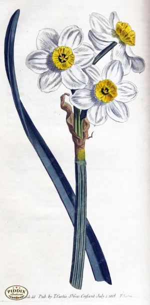 PDXC1808 -- Flowers