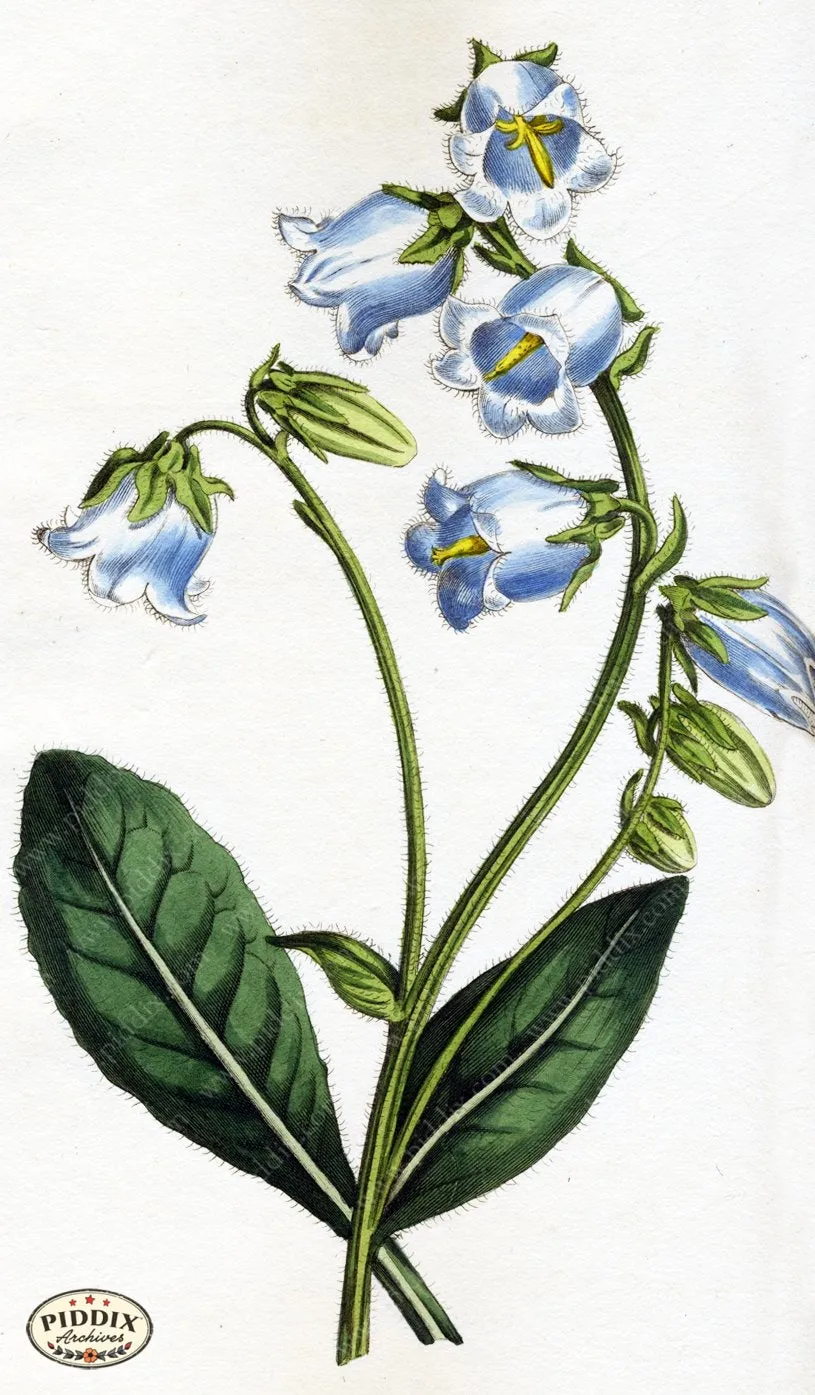 PDXC1810 -- Flowers