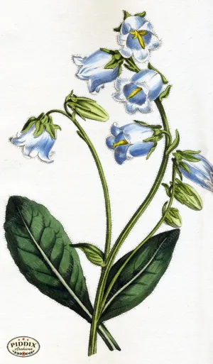 PDXC1810 -- Flowers