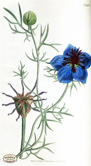 PDXC1811 -- Flowers