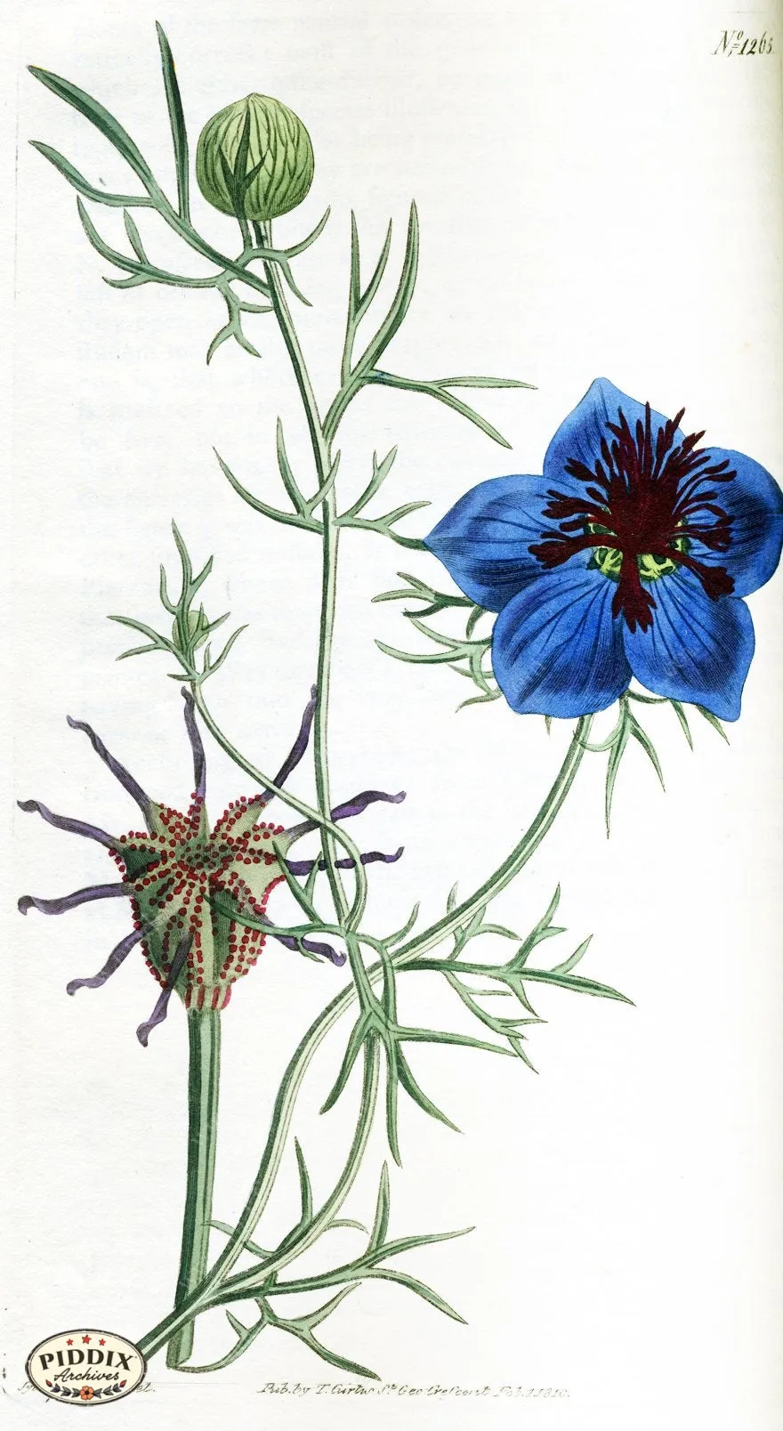 PDXC1811 -- Flowers