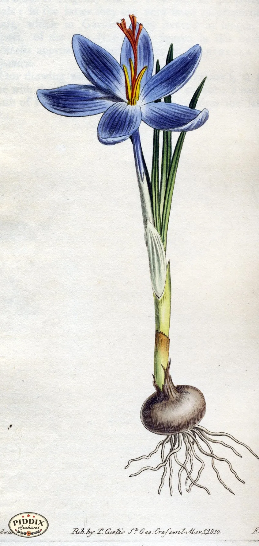 PDXC1812 -- Flowers