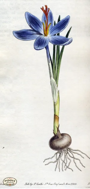 PDXC1812 -- Flowers