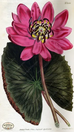 PDXC1815 -- Flowers