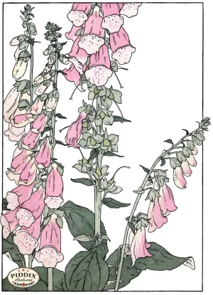 PDXC1853 -- Flowers