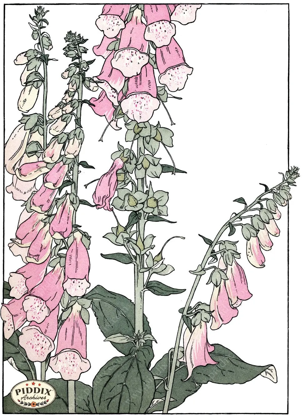 PDXC1853 -- Flowers