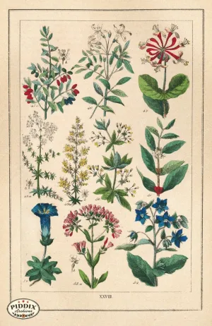 PDXC18832 -- Flowers