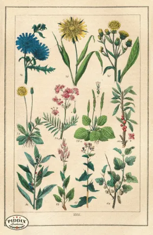 PDXC18838 -- Flowers