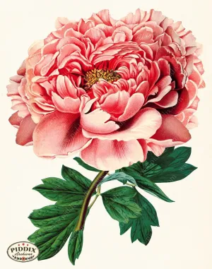PDXC19258b -- Peonies