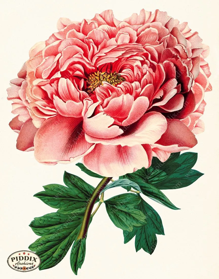 PDXC19258b -- Peonies