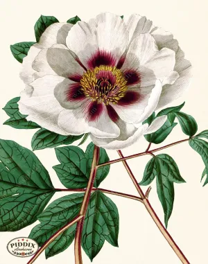 PDXC19262 -- Peonies