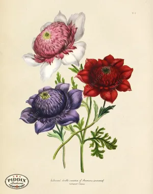 PDXC19312a -- Flowers
