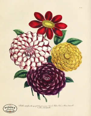 PDXC19327a -- Flowers