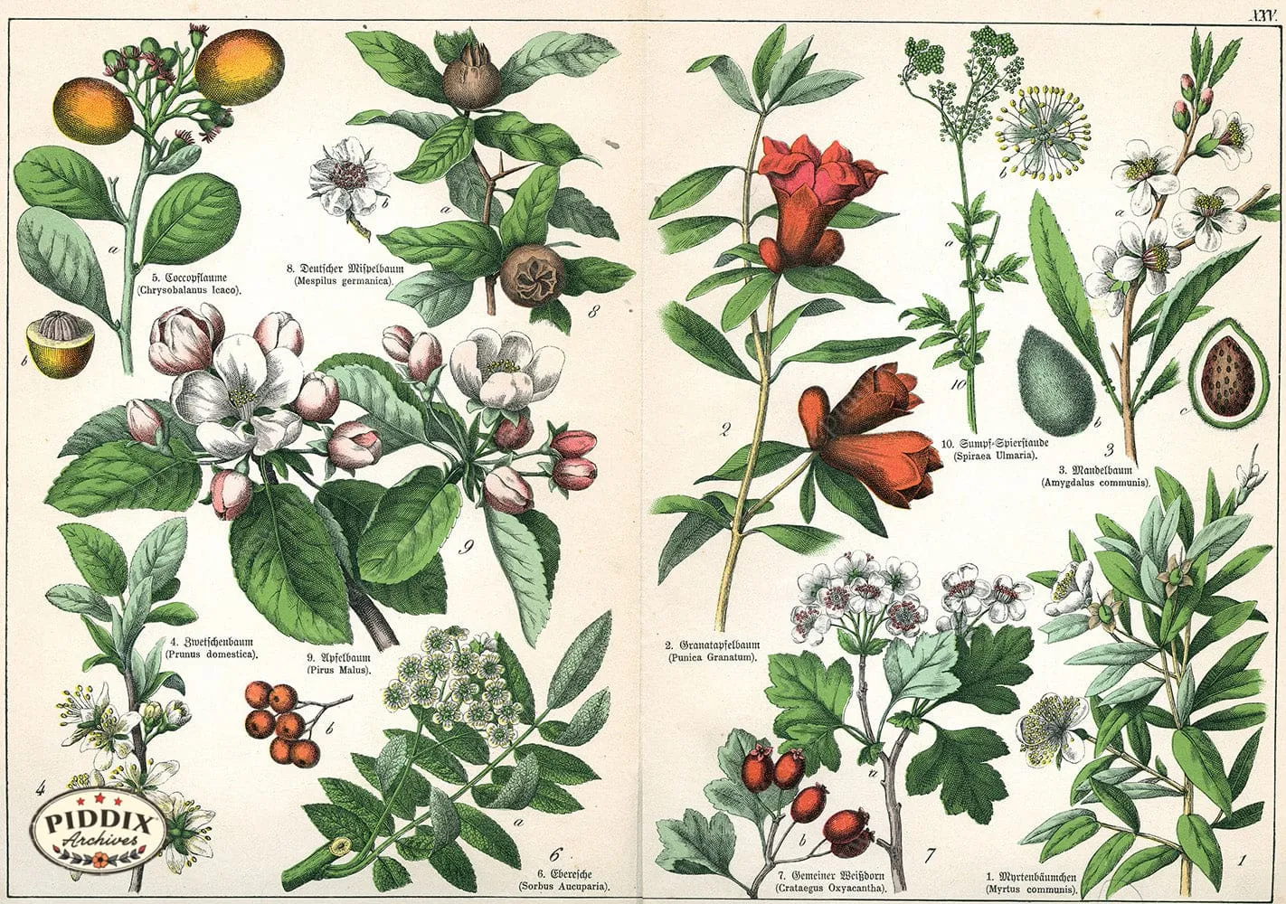 PDXC21185 -- Flower Poster