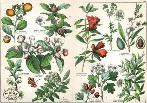 PDXC21185 -- Flower Poster