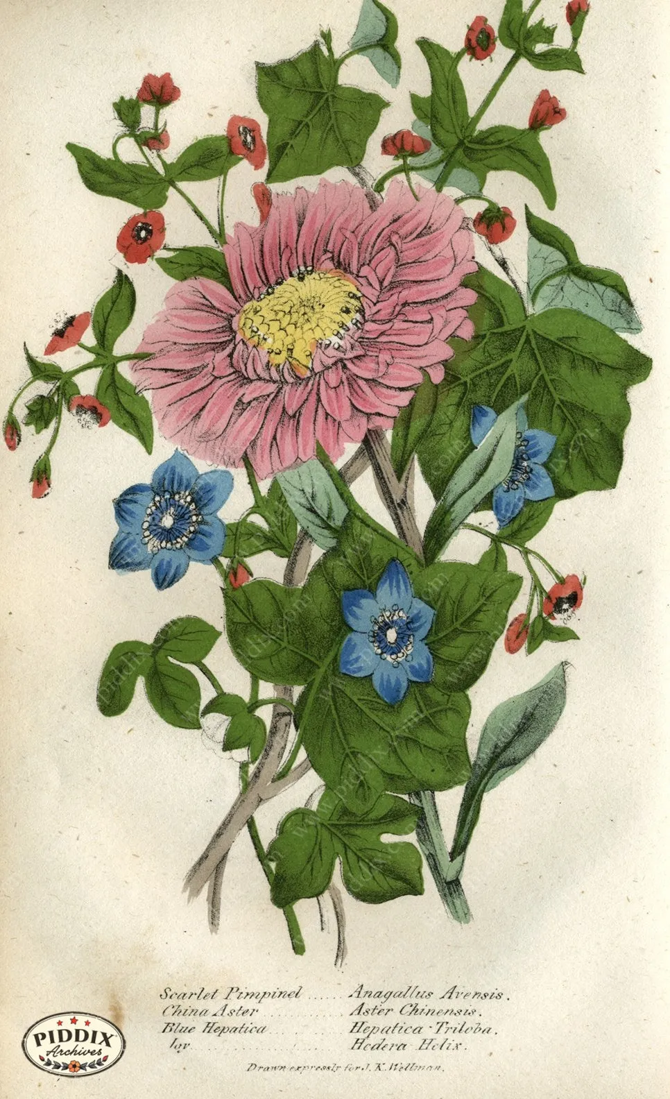 PDXC2224 -- Flowers