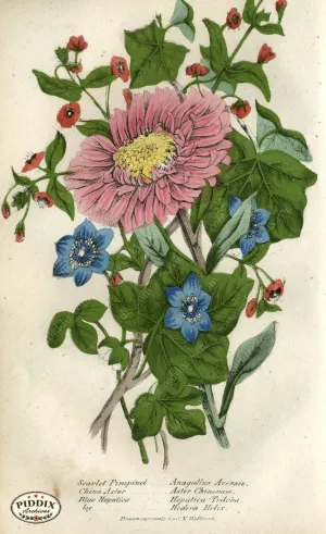 PDXC2224 -- Flowers