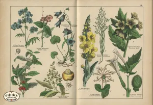 PDXC23239 -- Flower Poster