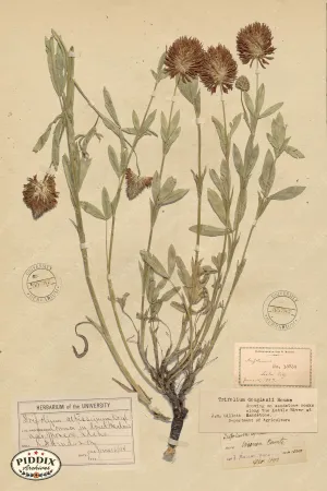 PDXC24397b -- Pressed Flowers