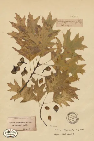 PDXC24409b -- Pressed Flowers Oak Leaf