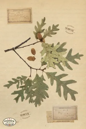 PDXC24416b -- Pressed Flowers Oak Leaf