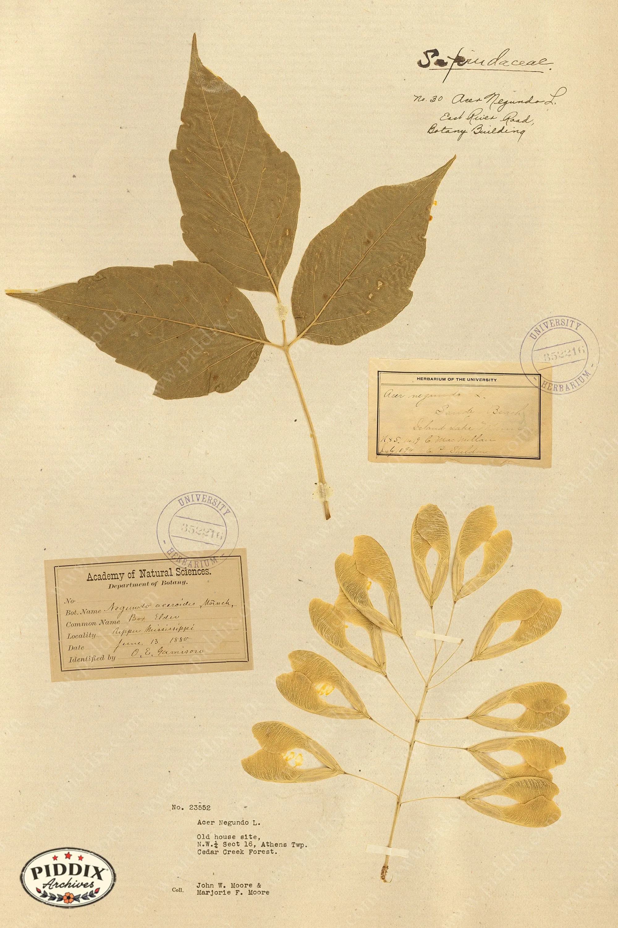 PDXC24424b -- Pressed Flowers Maple Leaf