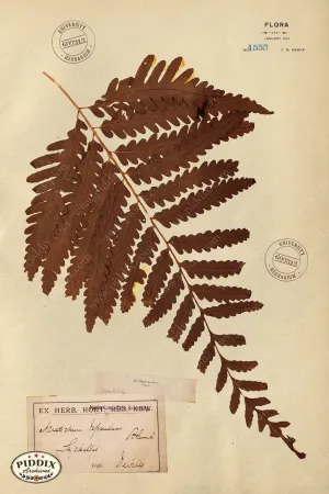 PDXC24432b -- Pressed Flowers Leaf