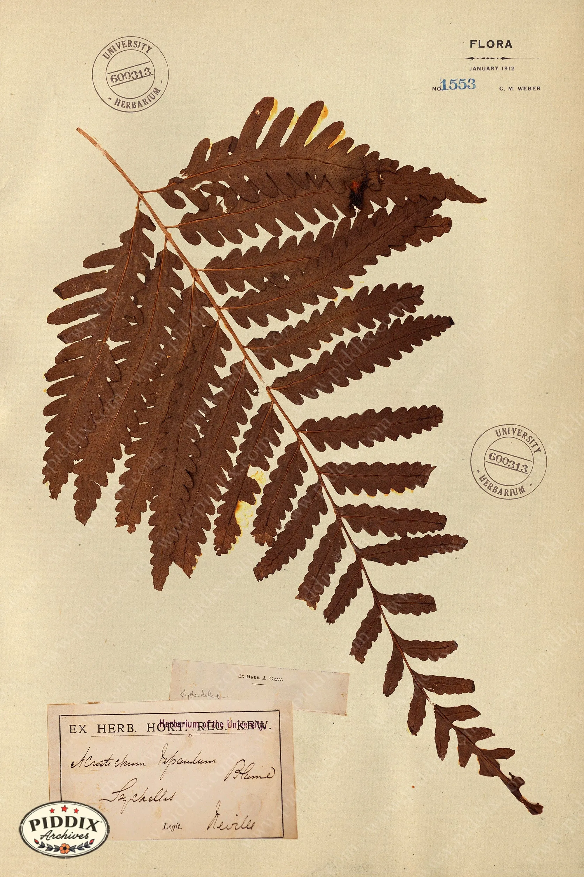PDXC24432b -- Pressed Flowers Leaf