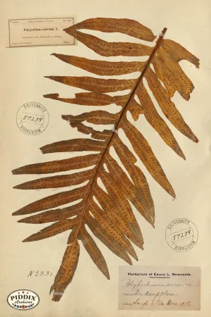 PDXC24438b -- Pressed Flowers Leaf