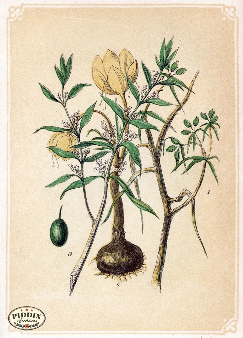 PDXC2593 -- Plants & Leaves
