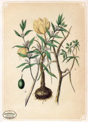 PDXC2593 -- Plants & Leaves