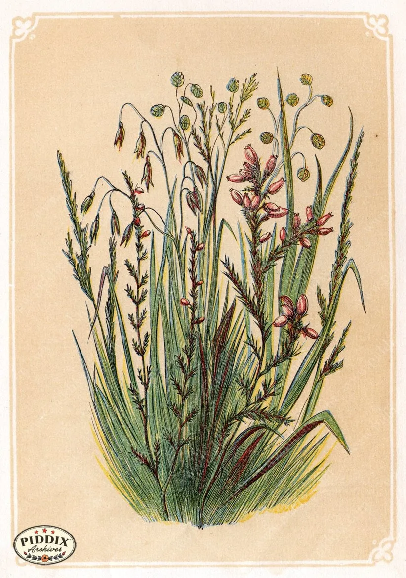 PDXC2595b -- Plants & Leaves