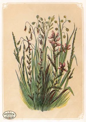 PDXC2595b -- Plants & Leaves