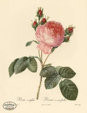 PDXC3755 -- Roses