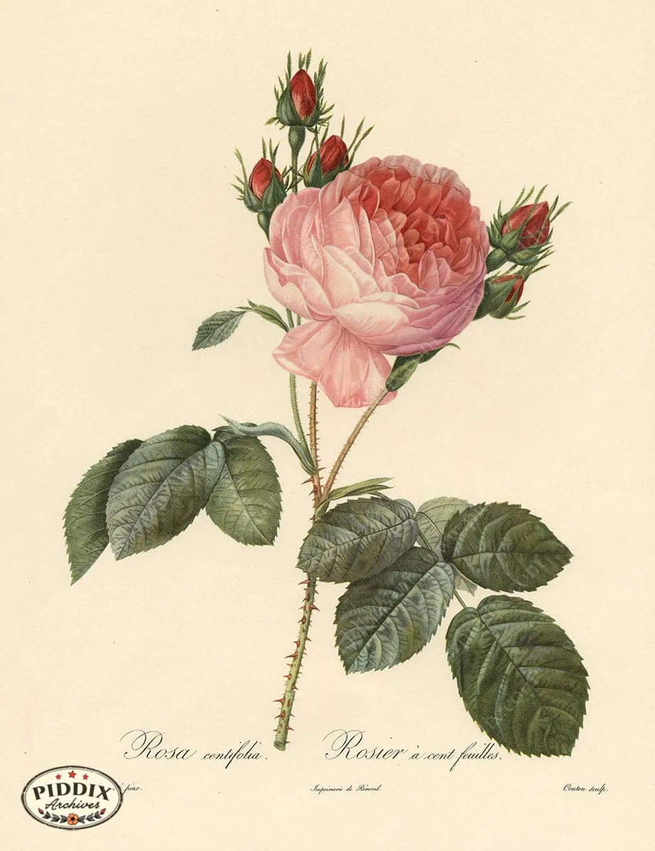 PDXC3755 -- Roses