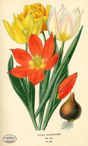 PDXC3832 -- Flowers