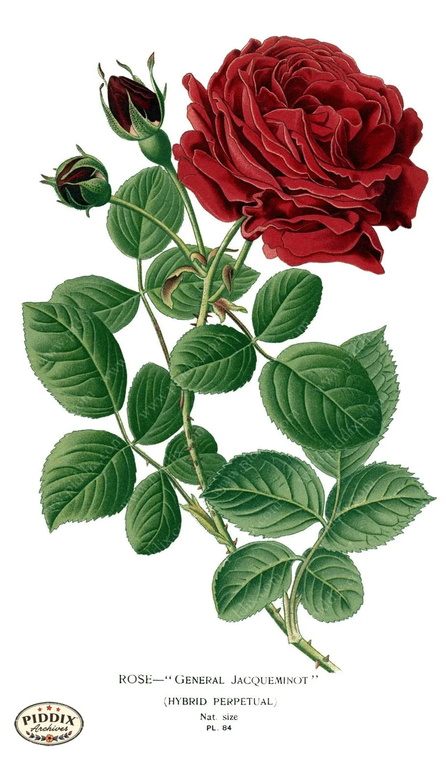 PDXC3835 -- Flowers