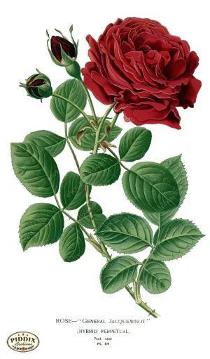 PDXC3835 -- Flowers