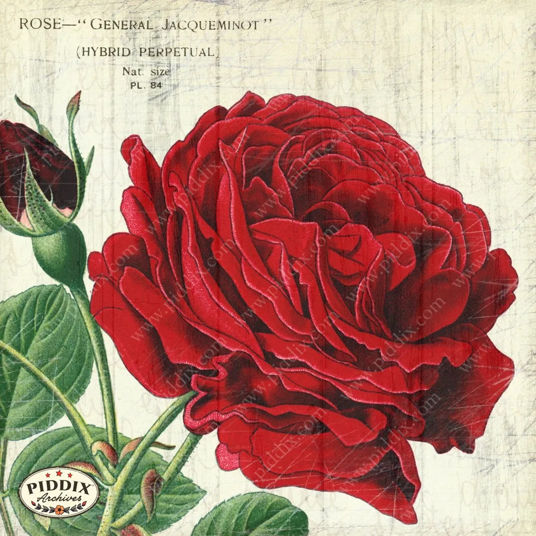 PDXC3835b -- Flowers on Distressed Wood