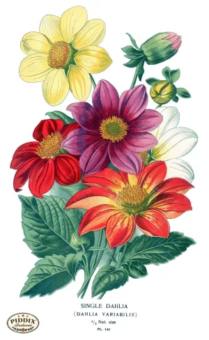 PDXC3840 -- Flowers