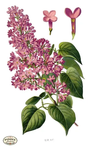 PDXC3841 -- Flowers